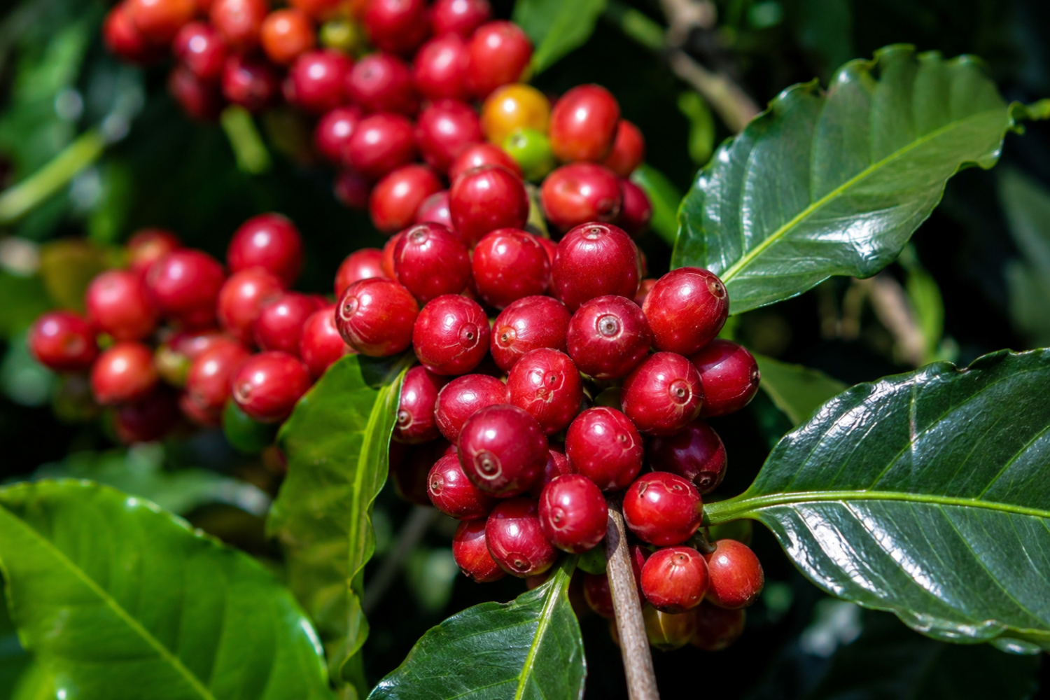 Kopi Luwak 咖啡果